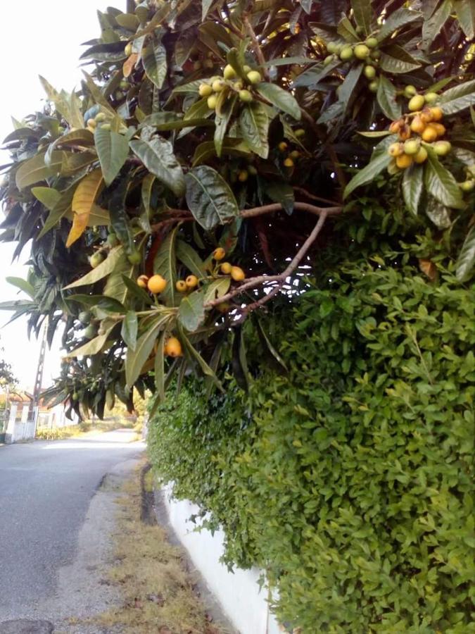 Casa Da Nespereira- Lugar Acolhedor Rodeado De Natureza Soure Exteriör bild